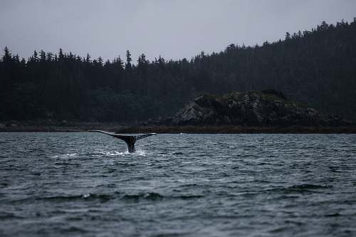 united states whale tail above body of water humpback whale